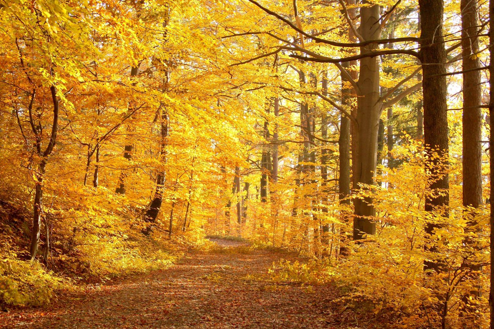 Herbstlicher Buchenwald mit goldenem Laub und einem Waldweg – Fastenwandern in der Natur